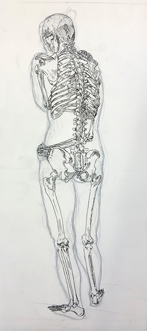anatomical skeleton drawing