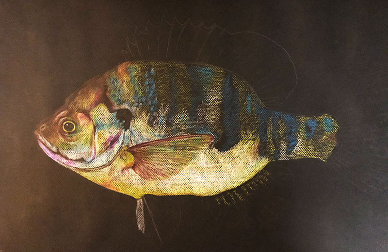 blue gill drawing